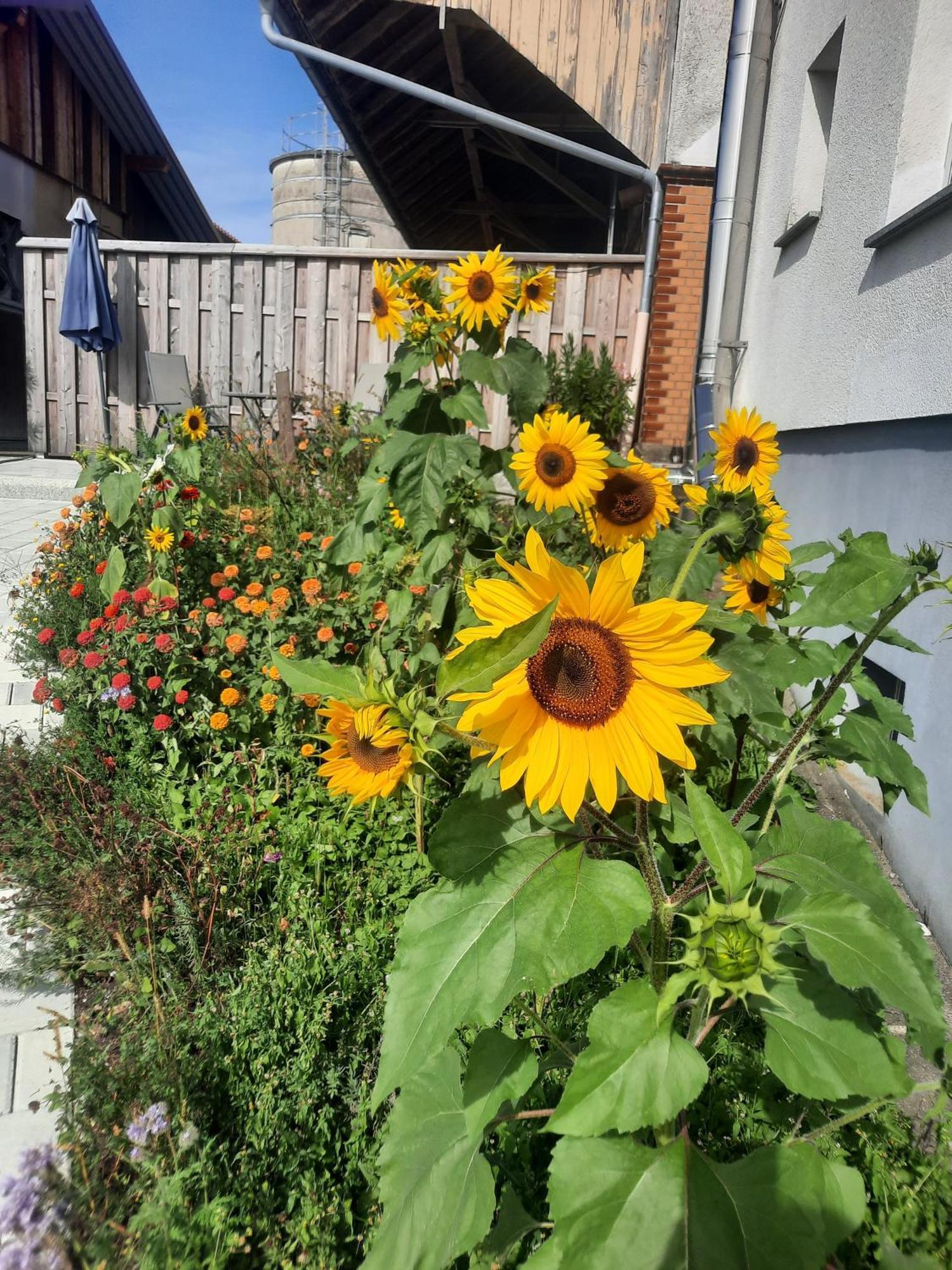 Ferienwohnung Pusteblume Neukirch  Esterno foto