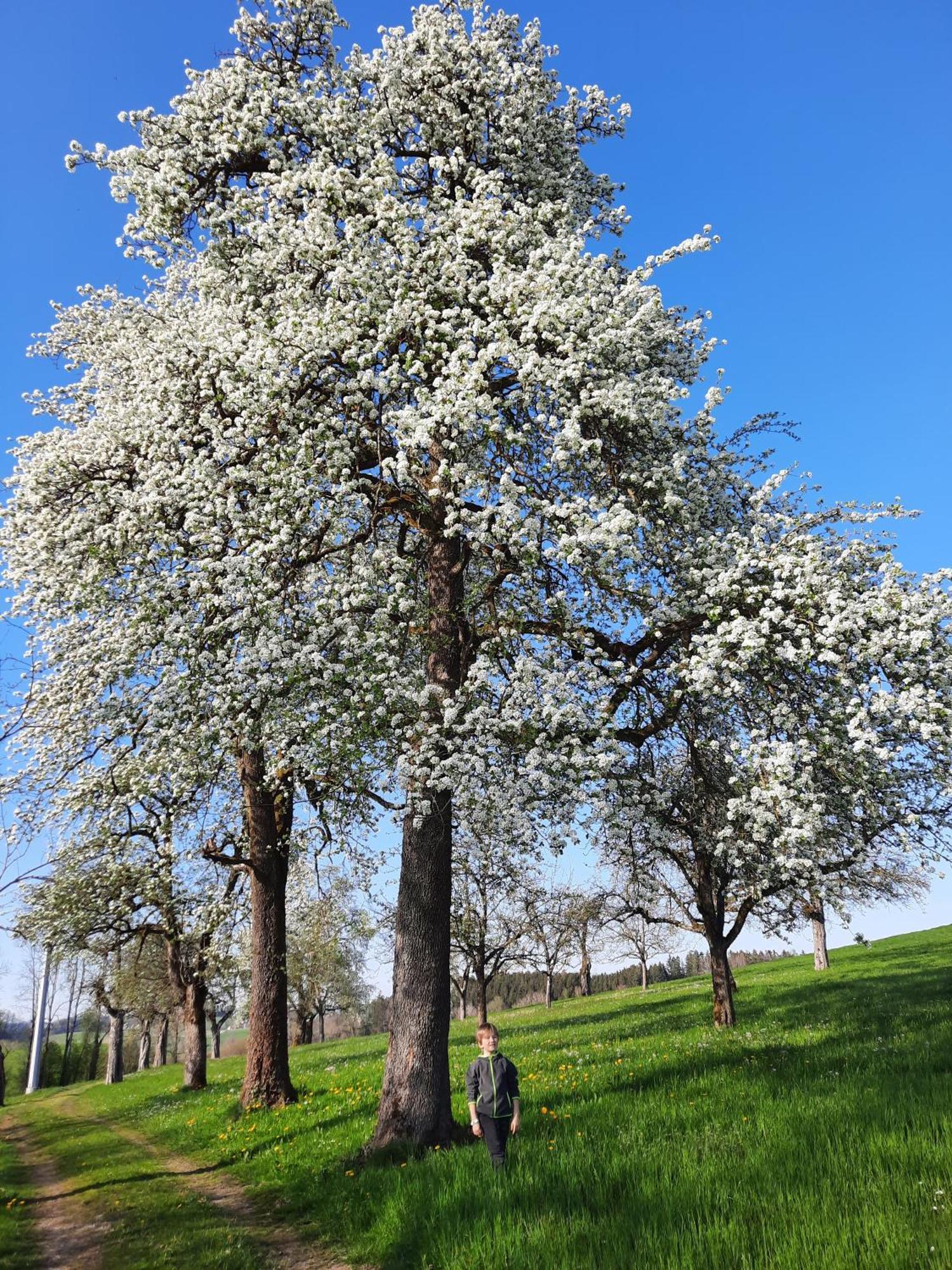 Ferienwohnung Pusteblume Neukirch  Esterno foto